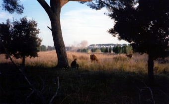 Rast in der Maremma